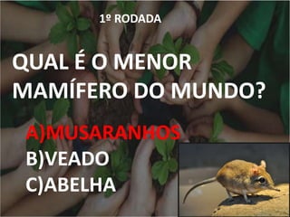 1º RODADA
QUAL É O MENOR
MAMÍFERO DO MUNDO?
A)MUSARANHOS
B)VEADO
C)ABELHA
 