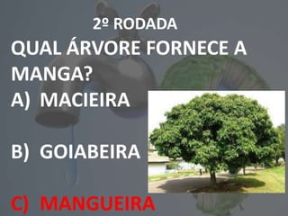 2º RODADA
QUAL ÁRVORE FORNECE A
MANGA?
A) MACIEIRA
B) GOIABEIRA
C) MANGUEIRA
 