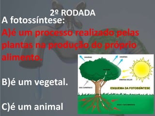 2º RODADA
A fotossíntese:
A)é um processo realizado pelas
plantas na produção do próprio
alimento.
B)é um vegetal.
C)é um animal
 