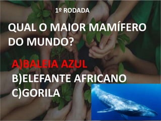 1º RODADA
QUAL O MAIOR MAMÍFERO
DO MUNDO?
A)BALEIA AZUL
B)ELEFANTE AFRICANO
C)GORILA
 