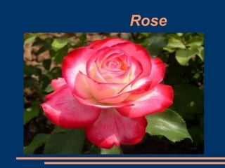 Rose
 