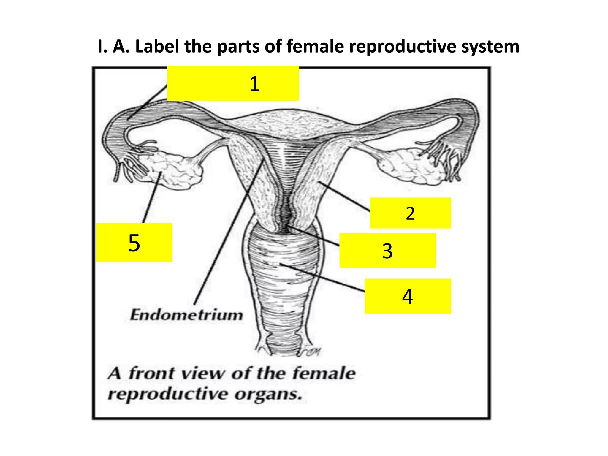 quiz in reproductive.pptx