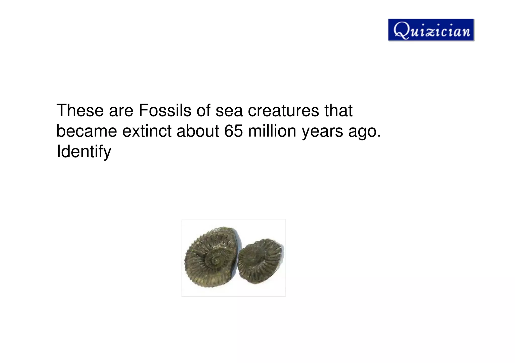 These are Fossils of sea creatures that
became extinct about 65 million years ago.
Identify
 