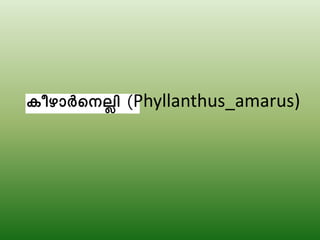 Phyllanthus_amarus)
 