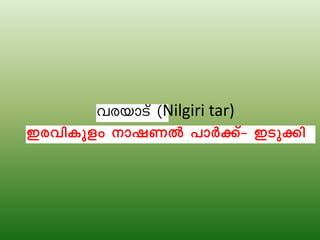 Nilgiri tar)
 