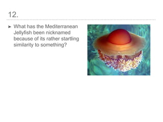 12.
➤ What has the Mediterranean
Jellyfish been nicknamed
because of its rather startling
similarity to something?
 