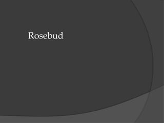 Rosebud
 