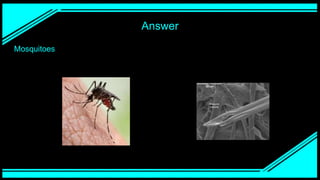 Answer
Mosquitoes
 