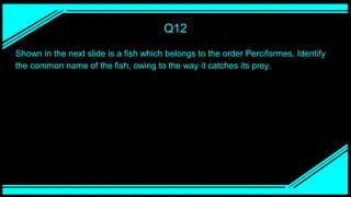 Q12
Shown in the next slide is a fish which belongs to the order Perciformes. Identify
the common name of the fish, owing to the way it catches its prey.
 