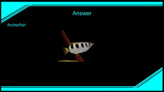 Answer
Archerfish
 