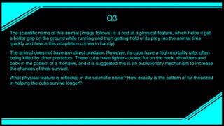 Q3
The scientific name of this animal (image follows) is a nod at a physical feature, which helps it get
a better grip on the ground while running and then getting hold of its prey (as the animal tires
quickly and hence this adaptation comes in handy).
The animal does not have any direct predator. However, its cubs have a high mortality rate, often
being killed by other predators. These cubs have lighter-colored fur on the neck, shoulders and
back in the pattern of a mohawk, and it is suggested this is an evolutionary mechanism to increase
the chances of their survival.
What physical feature is reflected in the scientific name? How exactly is the pattern of fur theorized
in helping the cubs survive longer?
 
