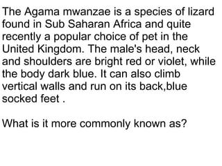 The Agama mwanzae is a species of lizard found in Sub Saharan Africa and quite recently a popular choice of pet in the United Kingdom. The male's head, neck and shoulders are bright red or violet, while the body dark blue. It can also climb vertical walls and run on its back,blue socked feet .  What is it more commonly known as? 