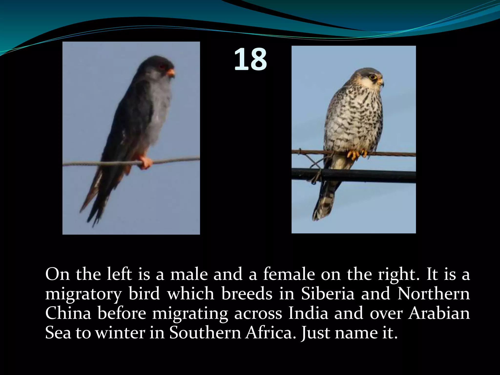 18 
On the left is a male and a female on the right. It is a 
migratory bird which breeds in Siberia and Northern 
China before migrating across India and over Arabian 
Sea to winter in Southern Africa. Just name it. 
 