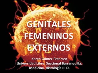 GENITALES FEMENINOS EXTERNOS Karen Gómez PetersenUniversidad Libre. Seccional Barranquilla. Medicina. Histología III D.  