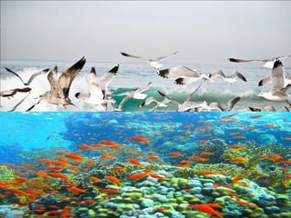 “Let the water teem
with living creatures,
and let birds fly above the earth
across the vault of the sky.”*
And God said,
 