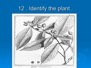 12 . Identify the plant . 