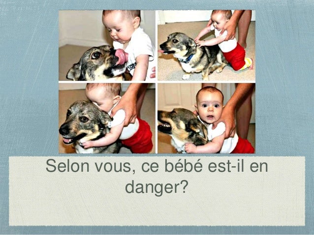 Connaissez Vous Bien Votre Chien