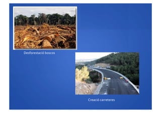 Desforestació	
 boscos	
 
Creació	
 carreteres	
 
 