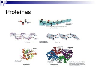 Proteínas 