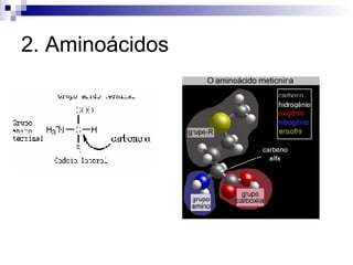 2. Aminoácidos 