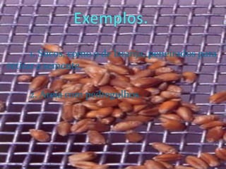 Exemplos.1. Sucos, como o de laranja, peneirados para retirar a semente.2. Areia com pedregulhos.