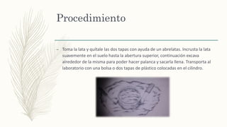 Procedimiento
– Toma la lata y quítale las dos tapas con ayuda de un abrelatas. Incrusta la lata
suavemente en el suelo hasta la abertura superior, continuación excava
alrededor de la misma para poder hacer palanca y sacarla llena. Transporta al
laboratorio con una bolsa o dos tapas de plástico colocadas en el cilindro.
 