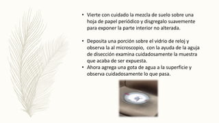 • Vierte con cuidado la mezcla de suelo sobre una
hoja de papel periódico y disgregalo suavemente
para exponer la parte interior no alterada.
• Deposita una porción sobre el vidrio de reloj y
observa la al microscopio, con la ayuda de la aguja
de disección examina cuidadosamente la muestra
que acaba de ser expuesta.
• Ahora agrega una gota de agua a la superficie y
observa cuidadosamente lo que pasa.
 