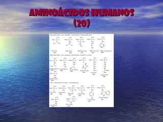 AMINOÁCIDOS HUMANOSAMINOÁCIDOS HUMANOS
(20)(20)
 