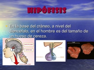 HIPÓFISISHIPÓFISIS
• En la base del cráneo, a nivel delEn la base del cráneo, a nivel del
diencéfalo, en el hombre es del tamaño dediencéfalo, en el hombre es del tamaño de
un hueso de cereza.un hueso de cereza.
 
