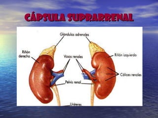CÁPSULA SUPRARRENALCÁPSULA SUPRARRENAL
 