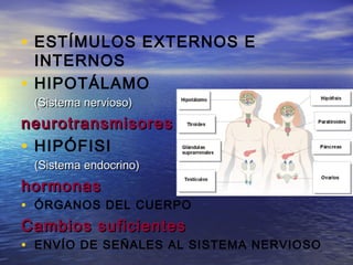 • ESTÍMULOS EXTERNOS E
INTERNOS
• HIPOTÁLAMO
(Sistema nervioso)(Sistema nervioso)
neurotransmisoresneurotransmisores
• HIPÓFISI
(Sistema endocrino)(Sistema endocrino)
hormonashormonas
• ÓRGANOS DEL CUERPO
Cambios suficientesCambios suficientes
• ENVÍO DE SEÑALES AL SISTEMA NERVIOSO
 