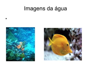 Imagens da água 