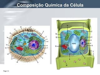 Composição Química da Célula 