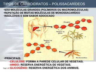 TIPOS DE CARBOIDRATOS – POLISSACARÍDEOS   SÃO MOLÉCULAS GRANDES (POLÍMEROS OU MACROMOLÉCULAS)  REPETIÇÃO DE MUITAS MOLÉCULAS DE MONOSSACARÍDEO  INSOLÚVEIS E SEM SABOR ADOCICADO PRINCIPAIS: CELULOSE : FORMA A PAREDE CELULAR DE VEGETAIS. AMIDO : RESERVA ENERGÉTICA DE VEGETAIS. GLICOGÊNIO : RESERVA ENERGÉTICA DOS ANIMAIS. 
