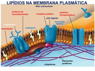 www.bioaula.com.br Meio extracelular citoplasma filamentos protéicos proteína de reconhecimento receptor protéico proteína transportadora sítio ligante bicamada lipídica fosfolipídio colesterol carboidrato LIPÍDIOS NA MEMBRANA PLASMÁTICA   