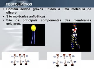 FOSFOLIPÍDIOS Contêm ácidos graxos unidos a uma molécula de glicerol. São moléculas anfipáticas. São os principais componentes das membranas celulares. 