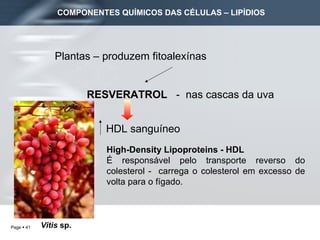 Plantas – produzem fitoalexínas RESVERATROL   -  nas cascas da uva High-Density Lipoproteins - HDL É responsável pelo transporte reverso do colesterol -  carrega o colesterol em excesso de volta para o fígado. HDL sanguíneo  Vitis  sp. COMPONENTES QUÍMICOS DAS CÉLULAS – LIPÍDIOS 