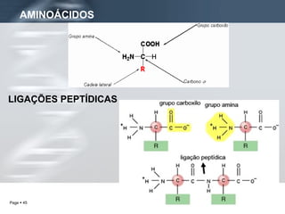 AMINOÁCIDOS LIGAÇÕES PEPTÍDICAS 