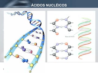 ÁCIDOS NUCLÉICOS 