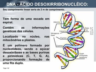Seu comprimento linear seria de 2 m de comprimento. DNA - ÁCIDO DESOXIRRIBONUCLÉICO:   Tem forma de uma escada em espiral. Contém as informações genéticas das células. Localizado no núcleo, nas mitocôndrias e plastos.   É um polímero formado por nucleotídeos, sendo o açúcar desoxirribose e as bases purinas e pirimídicas (C, T, G, A), proporcionando formação de uma fita dupla. 
