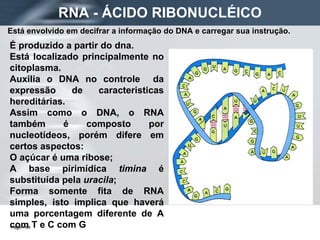 Está envolvido em decifrar a informação do DNA e carregar sua instrução. RNA - ÁCIDO RIBONUCLÉICO É produzido a partir do dna. Está localizado principalmente no citoplasma. Auxilia o DNA no controle  da expressão de caracteristicas hereditárias. Assim como o DNA, o RNA também é composto por nucleotídeos, porém difere em certos aspectos: O açúcar é uma ribose; A base pirimídica  timina  é substituída pela  uracila ; Forma somente fita de RNA simples, isto implica que haverá uma porcentagem diferente de A com T e C com G 