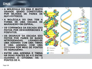 DNA A MOLÉCULA DO DNA É MUITO GRANDE SENDO CONSTITUÍDA POR BILHÕES DE PARES DE NUCLEOTÍDEOS. A MOLÉCULA DO DNA TEM A FORMA DE UMA ESCADA DE MARINHEIRO EM ESPIRAL.  OS CORRIMÕES DA ESCADA SÃO FEITOS POR DESOXIRRIBOSES E FOSFATOS. OS DEGRAUS DA ESCADA SÃO FEITOS POR PARES DE BASES NITROGENADAS, LIGANDO-SE UMA ADENINA COM UMA TIMINA E UMA ADENINA COM UMA CITOSINA POR MEIO DE PONTES DE HIDROGÊNIO. ENTRE UMA ADENINA E TIMINA HÁ DUAS PONTES DE H E ENTRE GUANINA E CITOSINA HÁ 3 PONTES DE H. 