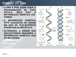 FUNÇÃO DO DNA O DNA É POR ASSIM DIZER A PROGRAMAÇÃO DE CADA CÉLULA. NELE FICA A INFORMAÇÃO GENÉTICA (OS  GENES). A INFORMAÇÃO GENÉTICA ESTÁ GUARDADA NA ORDEM EM QUE OS NUCLEOTÍDEOS APARECEM NA MOLÉCULA. ALTERANDO A ORDEM DOS NUCLEOTÍDEOS MUDAMOS A INFORMAÇÃO GENÉTICA: SÃO AS MUTAÇÕES. 