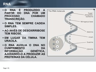 RNA O RNA É PRODUZIDO A PARTIR DO DNA POR UM PROCESSO CHAMADO TRANSCRIÇÃO. O RNA TEM SEMPRE CADEIA SIMPLES. AO INVÉS DE DESOXIRRIBOSE TEM RIBOSE. EM LUGAR DA TIMINA TEM URACILA. O RNA AUXILIA O DNA NO CUMPRIMENTO DA INFORMAÇÃO GENÉTICA, AJUDANDO-O A PRODUZIR AS PROTEÍNAS DA CÉLULA. 