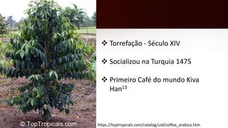 https://toptropicals.com/catalog/uid/coffea_arabica.htm
 Torrefação - Século XIV
 Socializou na Turquia 1475
 Primeiro Café do mundo Kiva
Han13
 