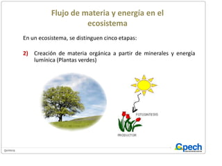 Flujo de materia y energía en el ecosistemaEn un ecosistema, se distinguen cinco etapas:2)	Creación de materia orgánica a partir de minerales y energía lumínica (Plantas verdes)Creación de materia orgánica a partir de la materia mineral y de la energía lumínica (plantas verdes).Consumo de esta materia orgánica por seres vivos incapaces de producirla (herbívoros y carnívoros).Desintegración de materia orgánica hasta  el estado de compuestos inorgánicos (descomponedores).Transformación de componentes inorgánicos en otros compuestos minerales que puedan ser aprovechados por los productores de materia orgánica.