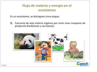 Flujo de materia y energía en el ecosistemaEn un ecosistema, se distinguen cinco etapas:3)	Consumo de esta materia orgánica por seres vivos incapaces de producirla (herbívoros y carnívoros).Creación de materia orgánica a partir de la materia mineral y de la energía lumínica (plantas verdes).Consumo de esta materia orgánica por seres vivos incapaces de producirla (herbívoros y carnívoros).Desintegración de materia orgánica hasta  el estado de compuestos inorgánicos (descomponedores).Transformación de componentes inorgánicos en otros compuestos minerales que puedan ser aprovechados por los productores de materia orgánica.