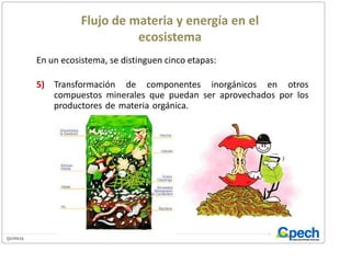 Flujo de materia y energía en el ecosistemaEn un ecosistema, se distinguen cinco etapas:5)	Transformación de componentes inorgánicos en otros compuestos minerales que puedan ser aprovechados por los productores de materia orgánica.de materia orgánica a partir de la materia mineral y de la energía lumínica (plantas verdes).Consumo de esta materia orgánica por seres vivos incapaces de producirla (herbívoros y carnívoros).Desintegración de materia orgánica hasta  el estado de compuestos inorgánicos (descomponedores).Transformación de componentes inorgánicos en otros compuestos minerales que puedan ser aprovechados por los productores de materia orgánica.