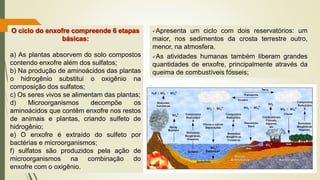 O ciclo do enxofre compreende 6 etapas
básicas:
a) As plantas absorvem do solo compostos
contendo enxofre além dos sulfatos;
b) Na produção de aminoácidos das plantas
o hidrogênio substitui o oxigênio na
composição dos sulfatos;
c) Os seres vivos se alimentam das plantas;
d) Microorganismos decompõe os
aminoácidos que contêm enxofre nos restos
de animais e plantas, criando sulfeto de
hidrogênio;
e) O enxofre é extraído do sulfeto por
bactérias e microorganismos;
f) sulfatos são produzidos pela ação de
microorganismos na combinação do
enxofre com o oxigênio.
✓Apresenta um ciclo com dois reservatórios: um
maior, nos sedimentos da crosta terrestre outro,
menor, na atmosfera.
✓As atividades humanas também liberam grandes
quantidades de enxofre, principalmente através da
queima de combustíveis fósseis;
 