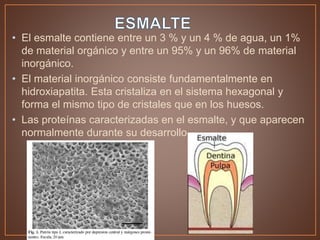 • El esmalte contiene entre un 3 % y un 4 % de agua, un 1%
de material orgánico y entre un 95% y un 96% de material
inorgánico.
• El material inorgánico consiste fundamentalmente en
hidroxiapatita. Esta cristaliza en el sistema hexagonal y
forma el mismo tipo de cristales que en los huesos.
• Las proteínas caracterizadas en el esmalte, y que aparecen
normalmente durante su desarrollo,
 